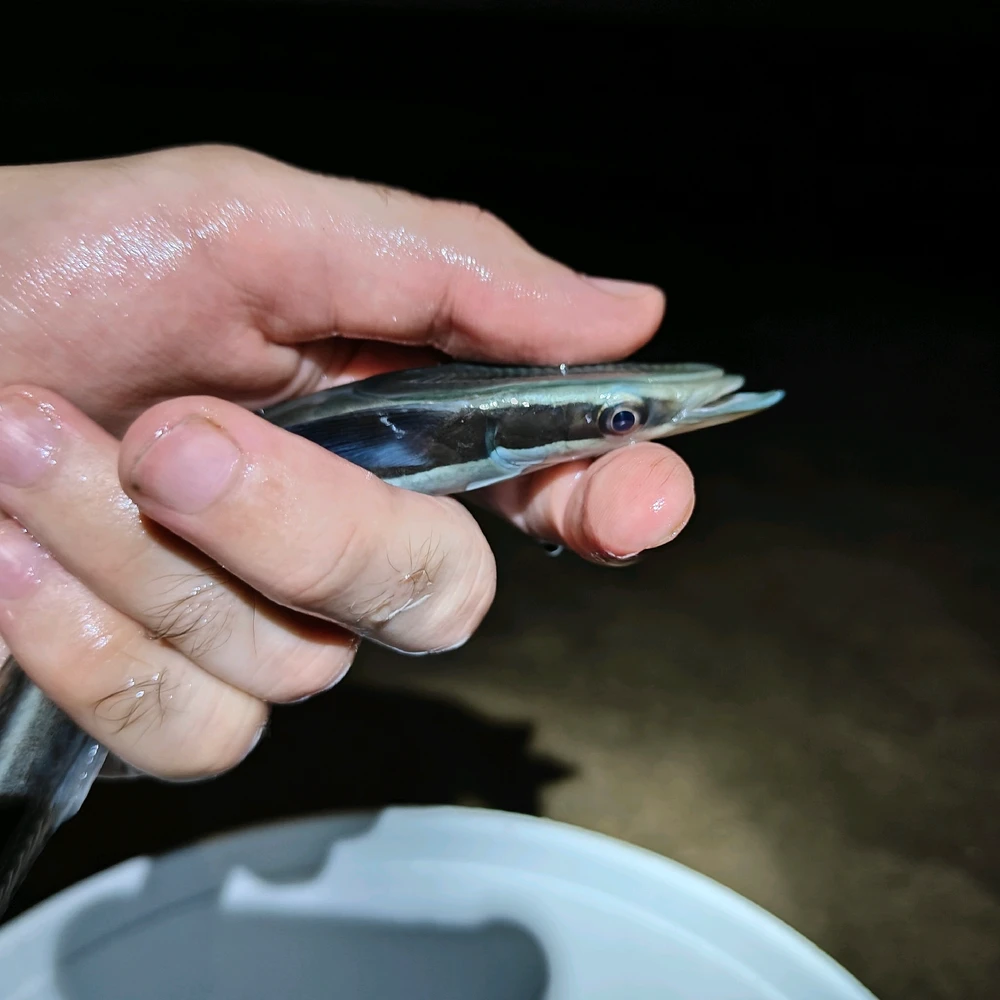 Remora that was attached to the shark