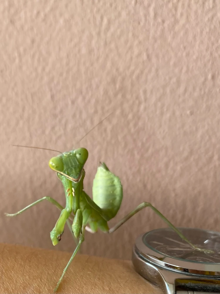 GIF อัปโหลดโดย Pemika