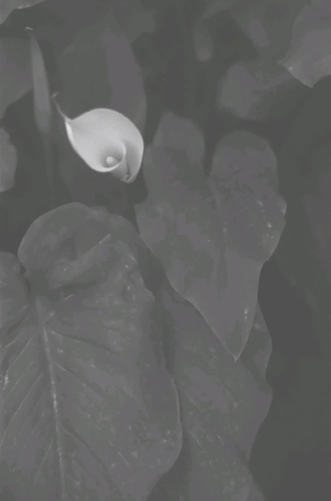 Immagine caricata da Alessandro | alpacigno