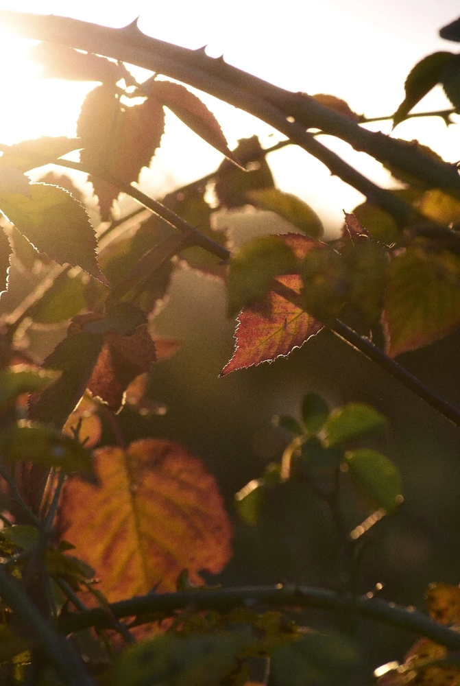 GIF ajouté par Caroline