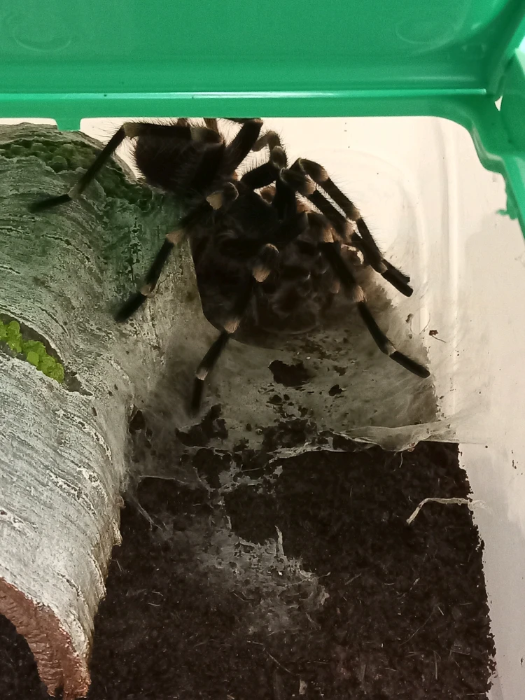 Acanthoscurria Geniculata