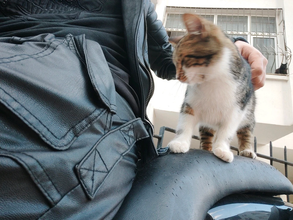 Doğa tarafından yüklenen GIF