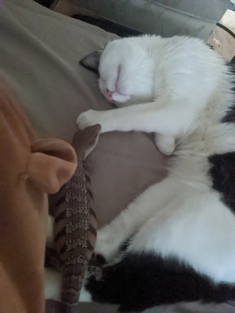 THEY WERE BEING WATCHED!! (cat is so asleep he didn't even know this happened)