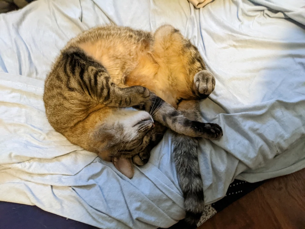 Fluffy