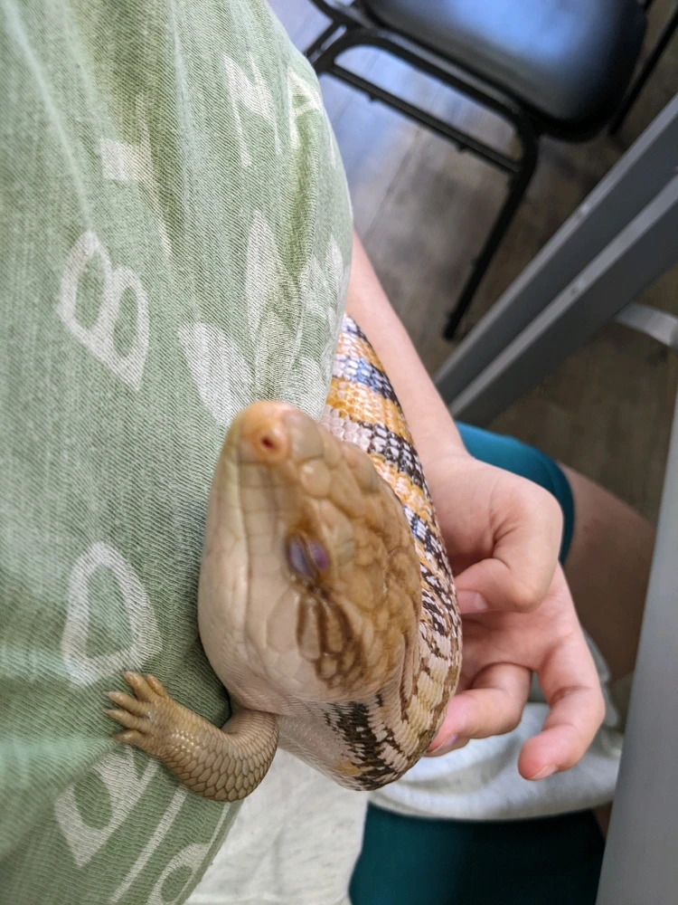 Apparently my chest is so good for sleeping she doesn't care that she's vertical