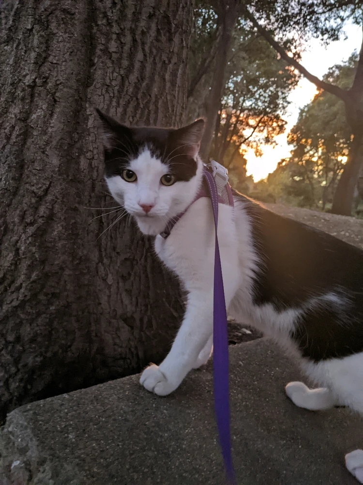 Golden hour cat pics <3