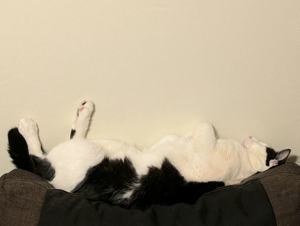 ...he snores like this, and is so sleepy that he falls off in the middle of the night. Then it's MY fault somehow
