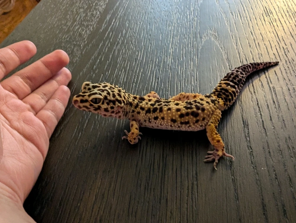 Little leo with severe MBD 😢 
She's gotten better, but her old owners did a doozy on her.