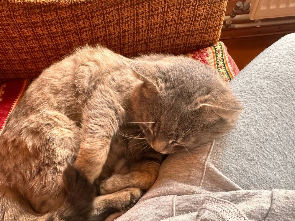 My kitten in stardew valley!