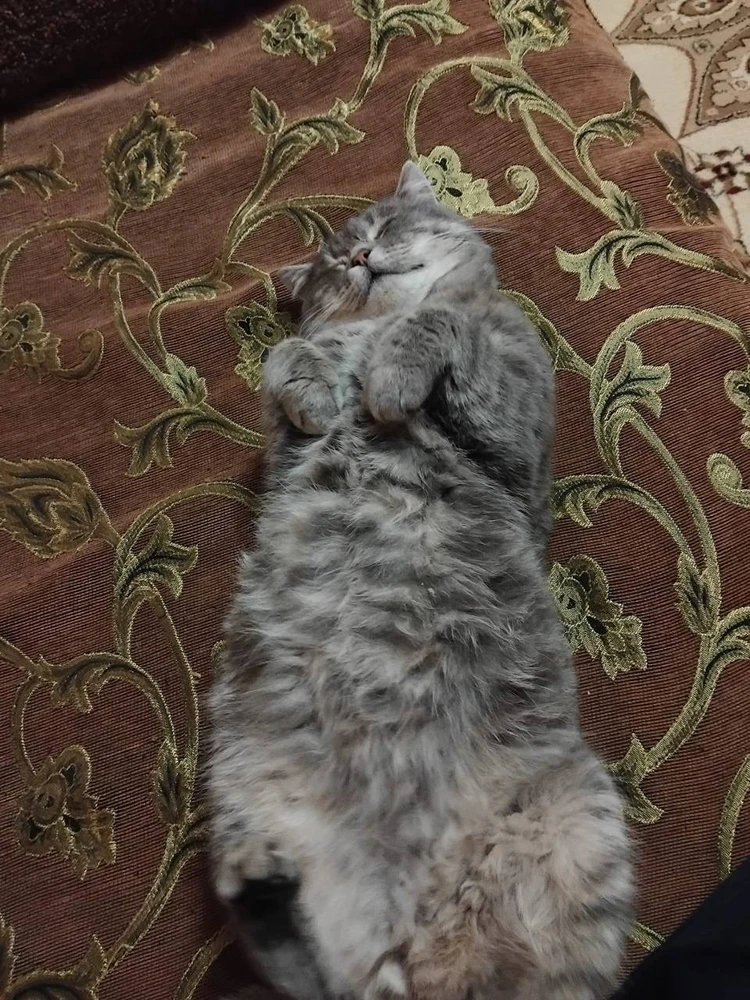 My kitten in stardew valley!