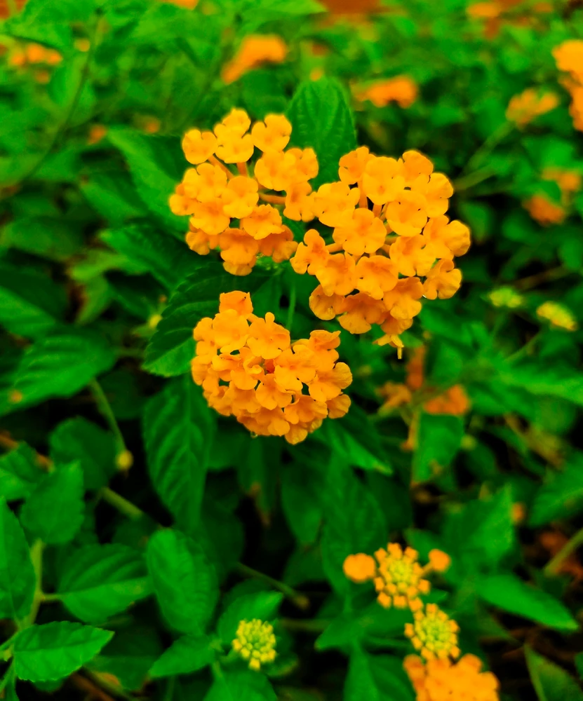 GIF diunggah oleh NumpangLewat