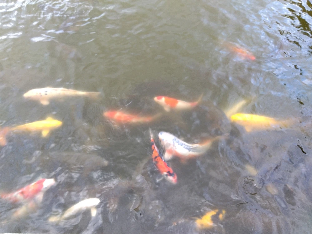 Obrázek nahrál エイミー