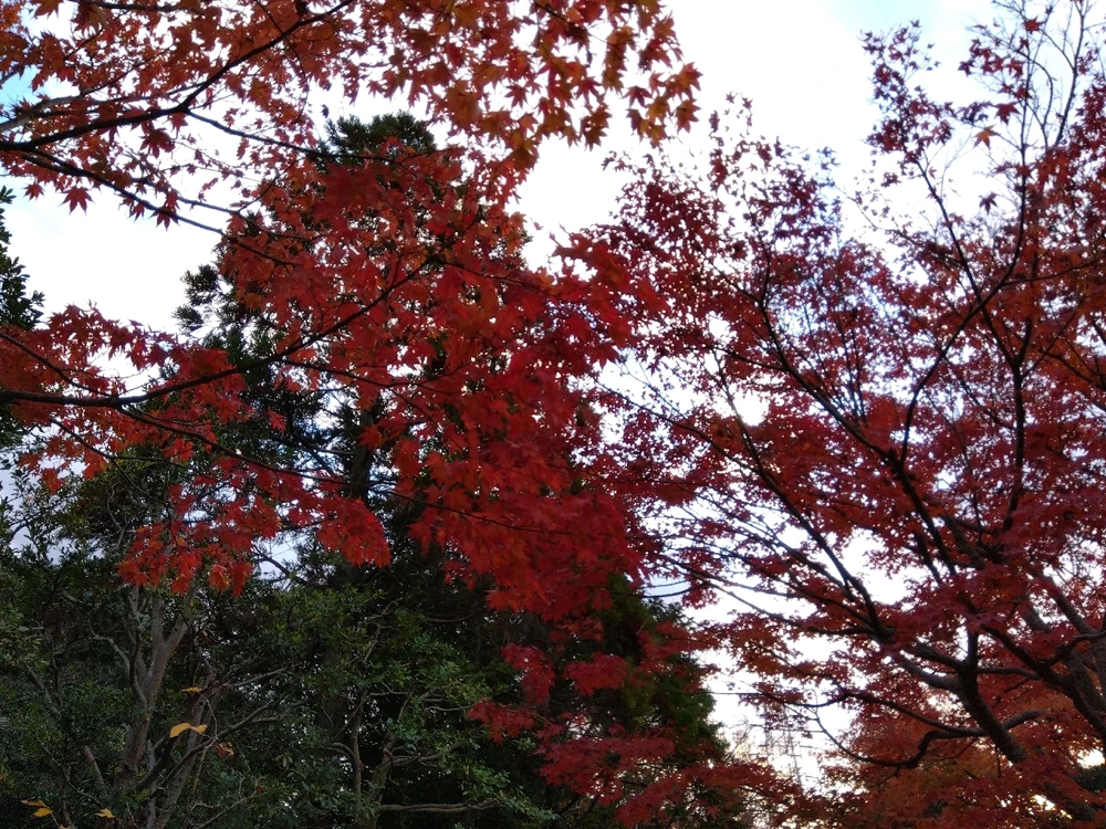 Obrázek nahrál エイミー