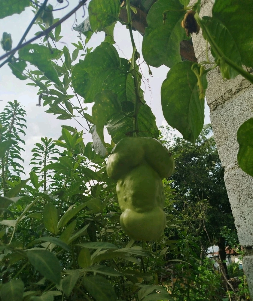 GIF subido por Xarlie ☕🐍