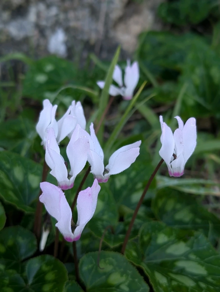 Image uploaded by Aviv