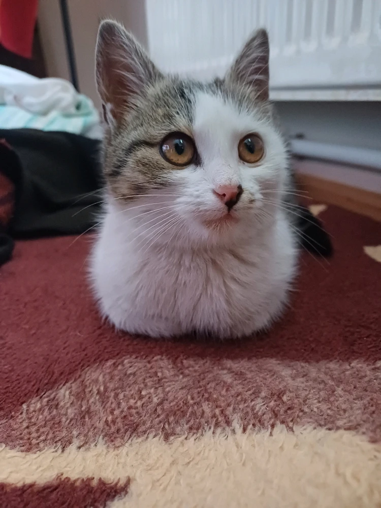 GIF uploaded by Buğra