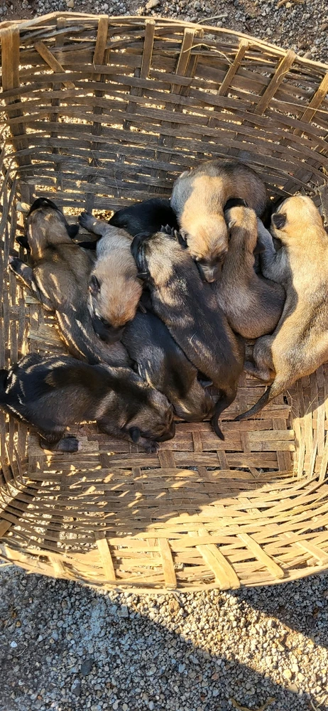 Chaitanya上傳的圖片
