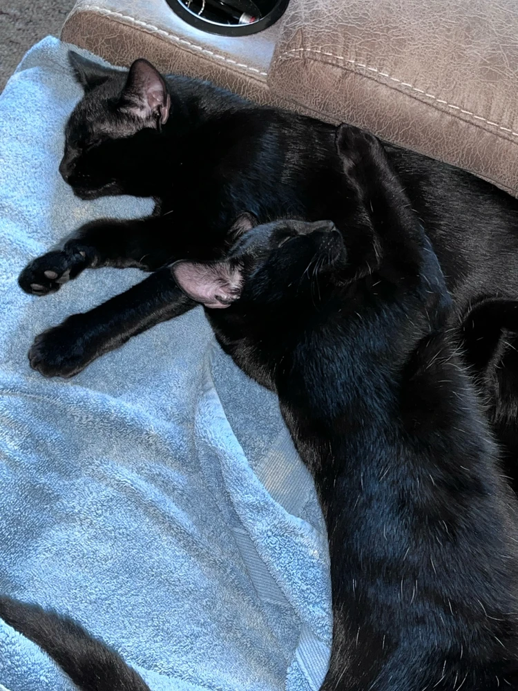 GIF uploaded by Annie