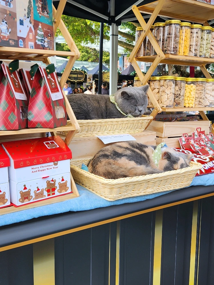 THE STORE KEEPER...🐾🐈🐱🛍🛒🥰