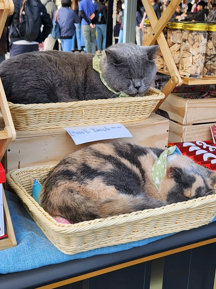 THE STORE KEEPER...🐾🐈🐱🛍🛒🥰