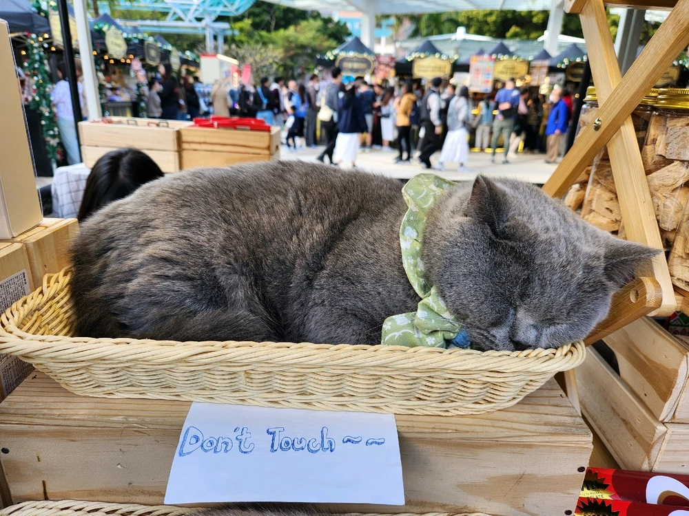 THE STORE KEEPER...🐾🐈🐱🛍🛒🥰