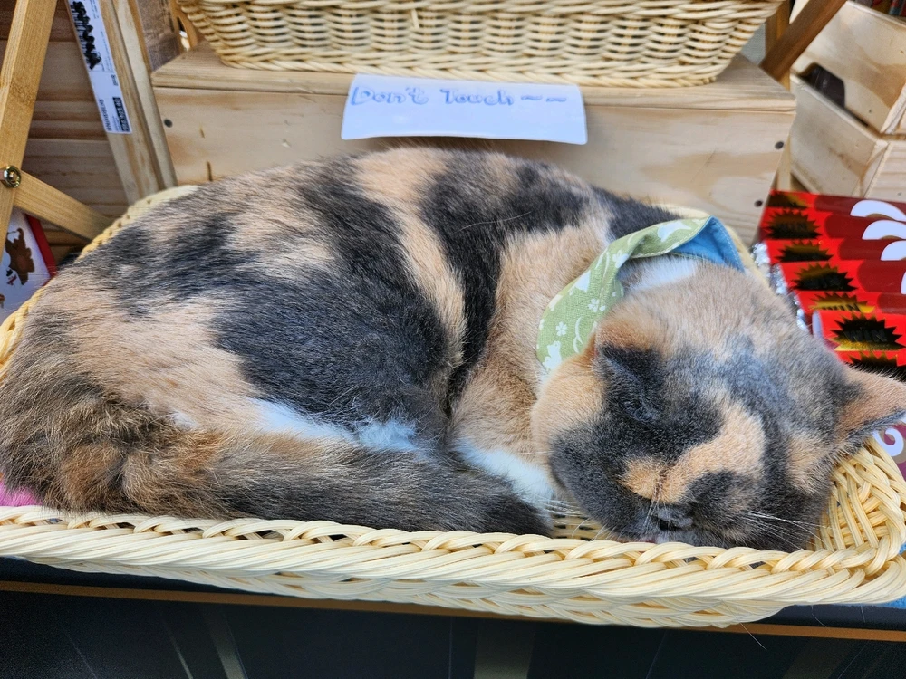 THE STORE KEEPER...🐾🐈🐱🛍🛒🥰