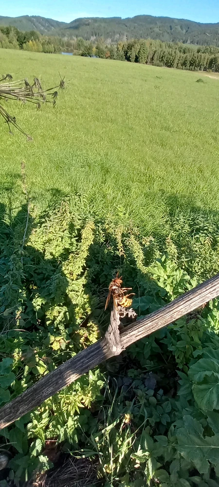 Obrázek nahrál Tomyn