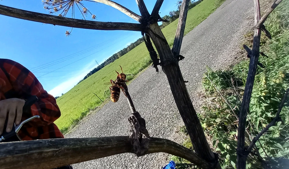 Obrázek nahrál Tomyn