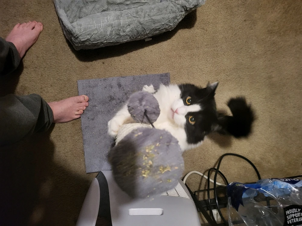 Image uploaded by Dylan