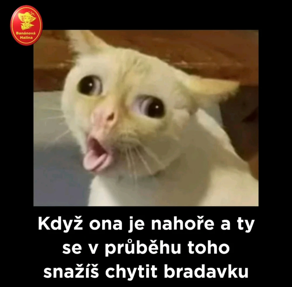GIF nahrál Tvoje oblíbená Levá Ledvina