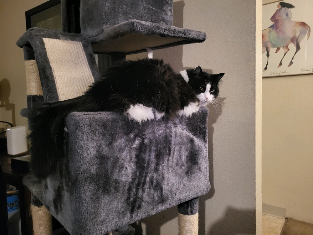 Image uploaded by Dylan