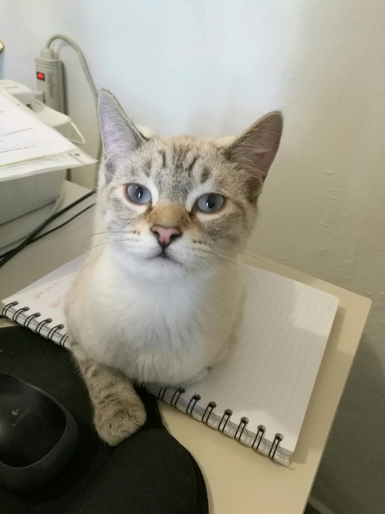 Image uploaded by ❤ Sophia aka Mango Mami ❤️