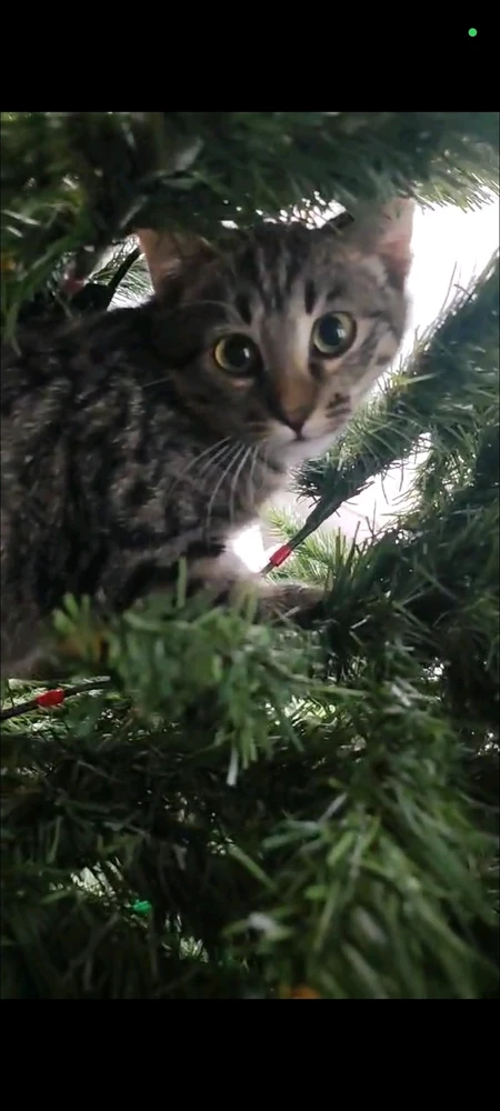 GIF uploaded by Adelheid