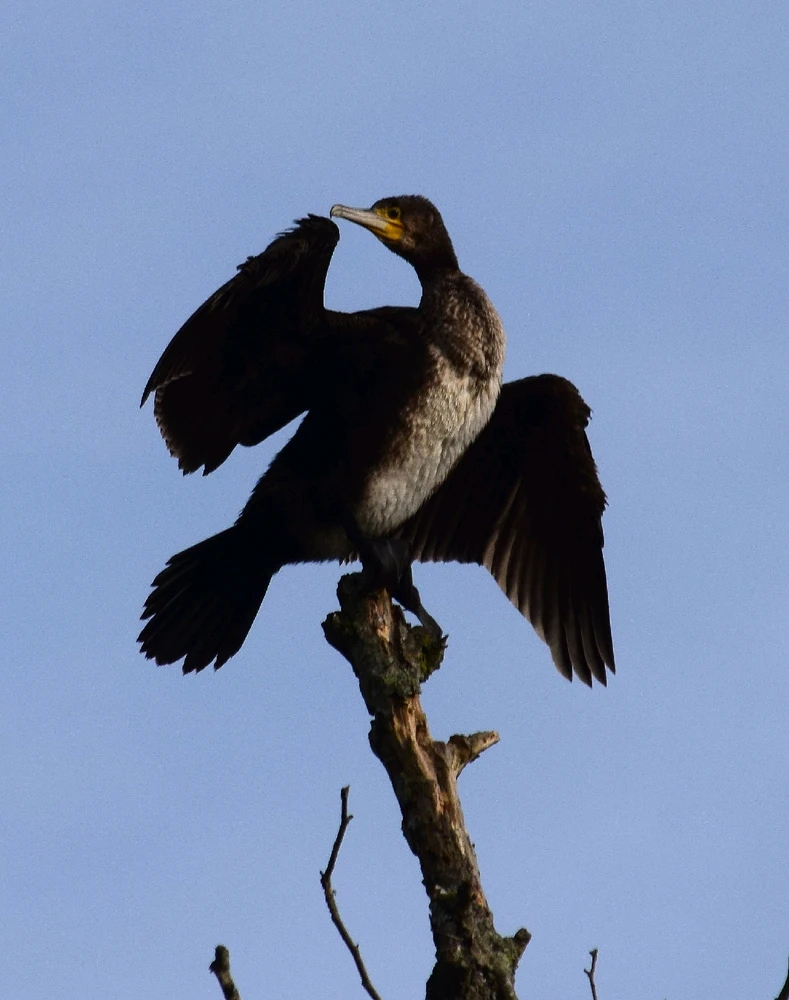 GIF ajouté par Caroline
