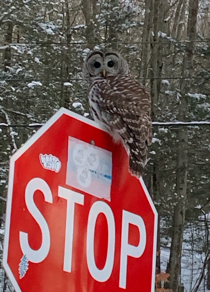 Image uploaded by Q_EJ