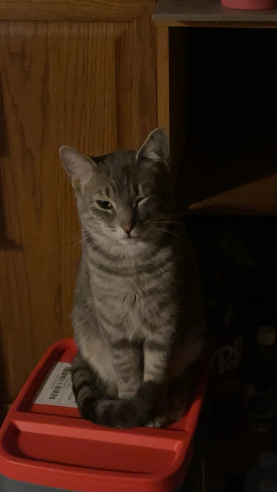 My handsome boy, Tiger Woods.