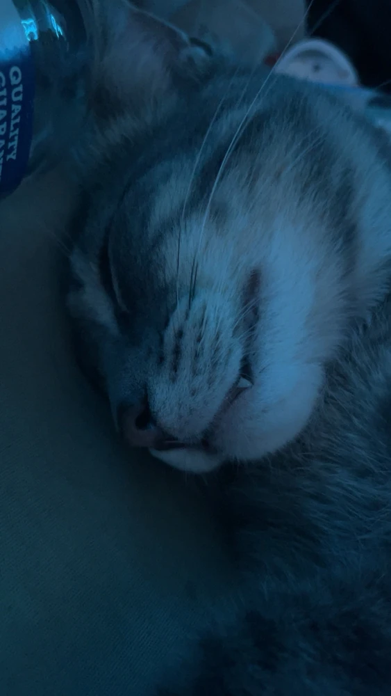 look at his little vampire teeth 🥺