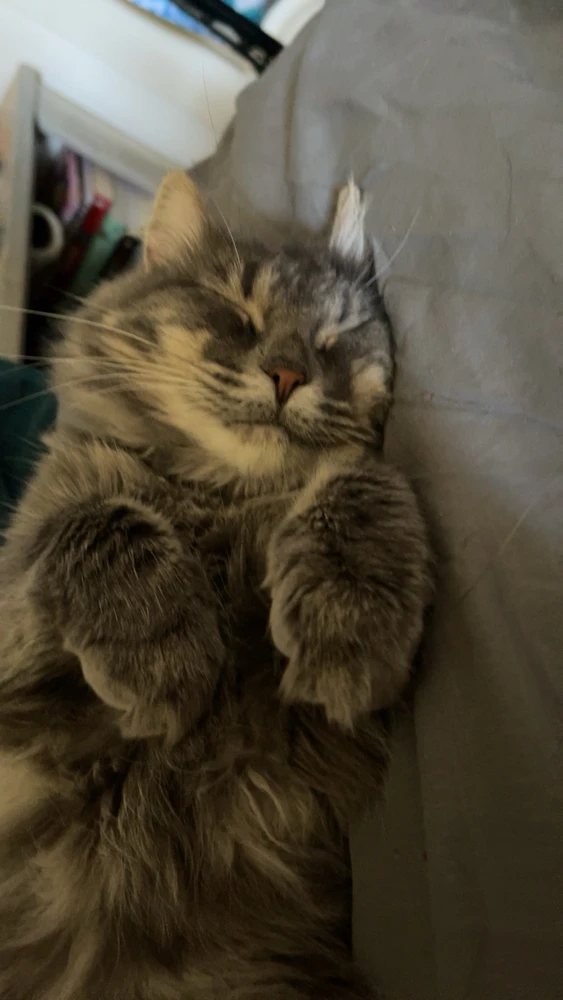 This is gremlin <3 Definitely my emotional support cat