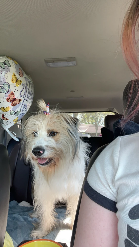 honestly, can’t tell if he is my emotional support dog or if I’m his emotional support human 🤷🏻♀️