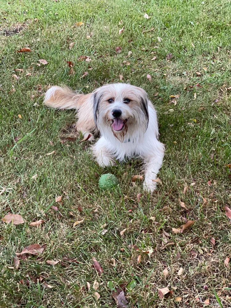 Can’t even say the word ball around him… He needs help. I can’t keep throwing the ball all the time🥲🫶