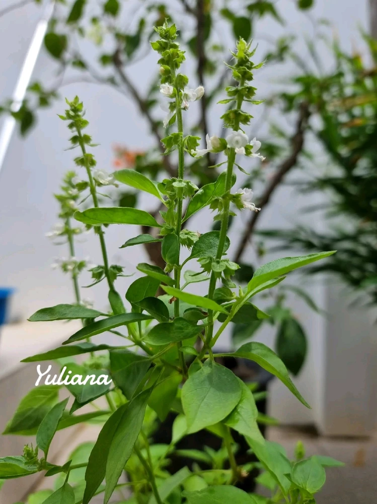 GIF diunggah oleh Yuliana