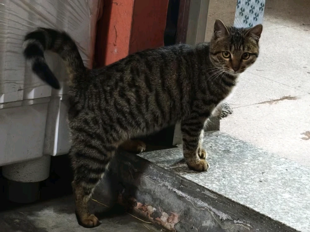 INFP共同点—超级爱猫！