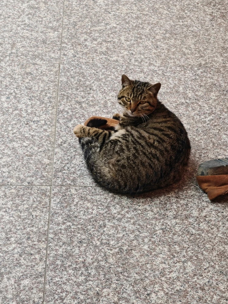 INFP共同点—超级爱猫！