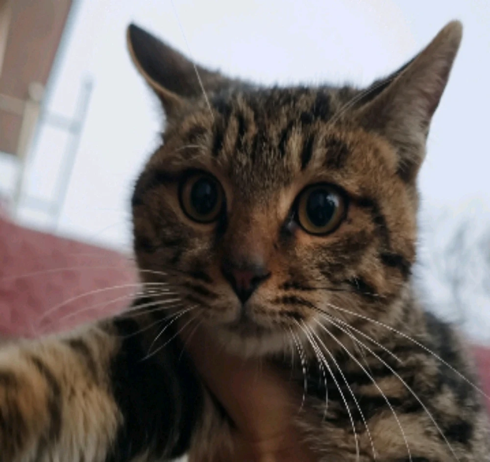 INFP共同点—超级爱猫！