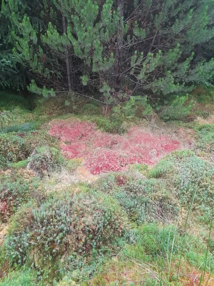 Gambar diunggah dening Ryan