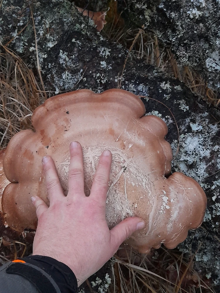 Gambar diunggah dening Ryan