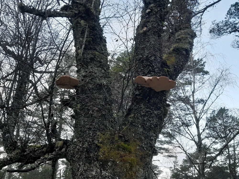 Gambar diunggah dening Ryan