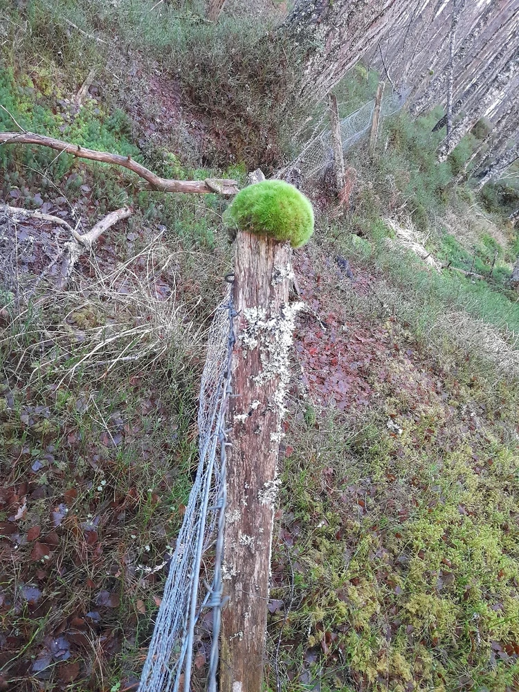 Gambar diunggah dening Ryan