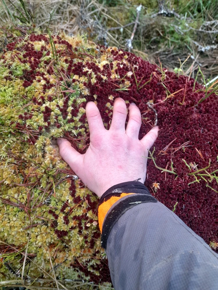 Gambar diunggah dening Ryan