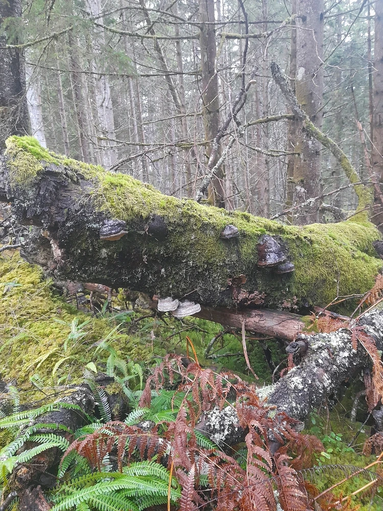 Gambar diunggah dening Ryan